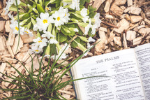 The Psalms outdoors 