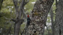 Magellanic Woodpecker Male Bird In The Woods Of Tierra del Fuego, Argentina - Close Up