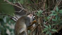 Static shot of squirrel monkey (Saimiri) eating in Costa Rica	