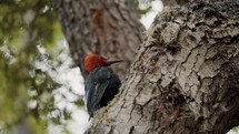 Male Magellanic Woodpecker (Campephilus Magellanicus) In The Forest In Tierra del Fuego National Park, Argentina - Close Up