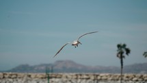 Lone Gull Flying Over The Blue Sea On A Sunny Day In Cabo, Baja California Sur, Mexico. - closeup shot	