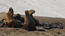 Family Of Sea Lions Sunbathe At The Shore With Foamy Waves In Peninsula Valdes, Patagonia, Argentina. Close-up Shot	
