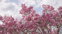 Blossoms of a magnolia tree