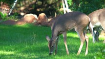 deer grazing 