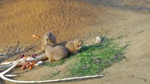Three black-tailed prairie dogs eating
