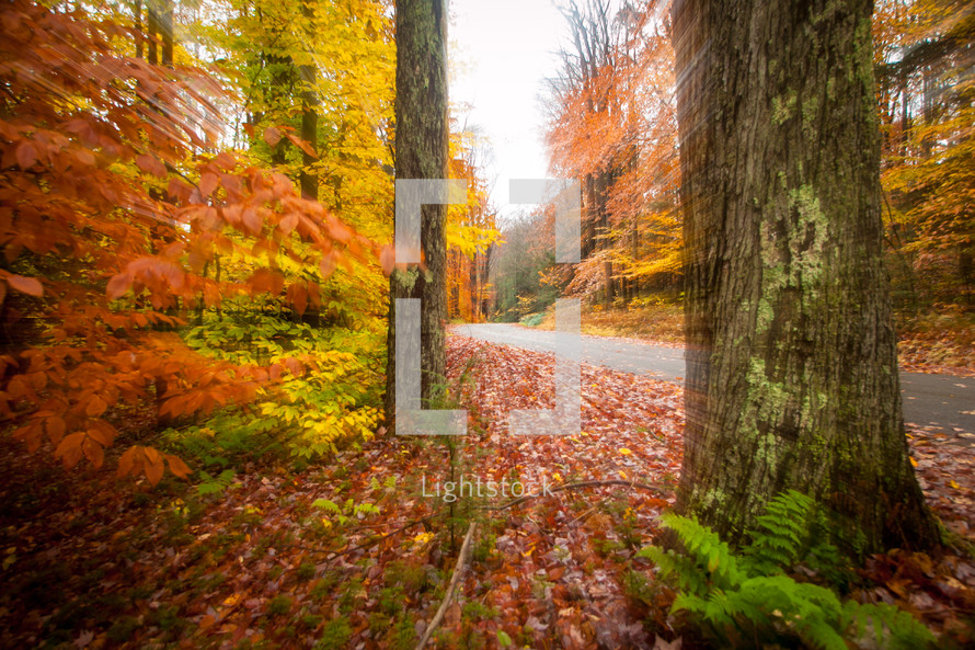 Autumn foliage forest and trees by road zoom effect