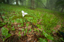 white widlflower in a forest 