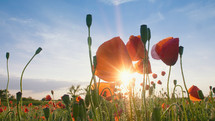 A beautiful field of poppies and the rays of the sun.
