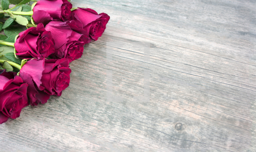 roses on a wood background, 