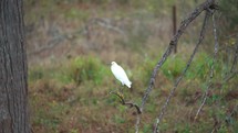 white egret on a branch 