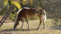 Wild brown horse chewing pasture under a olive tree in Puglia