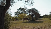 Wild horse feeding and waving his blonde tail in a field in Sicily