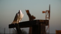 a dove perched 