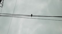 A bird sits on an electrical wire in front of grey storm, rain clouds.