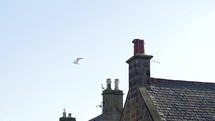 bird flying over rooftops in Scotland 