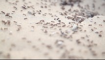 swarm of ants 