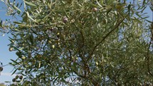 Olive tree for healthy Mediterranean food in Calabria