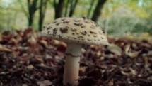 Mushrooms family in Italian mountains at Autumnal season