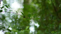 Creeping Vine Plants In Bokeh Background. Selective Focus Shot