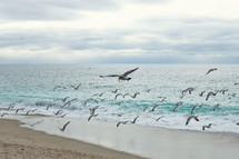 seagulls in flight over a beach 