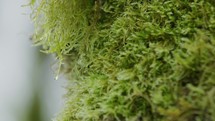 Close up of water droplet falling off moss covered tree