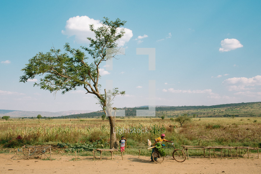man with bananas on a bicycle on a dirt road 