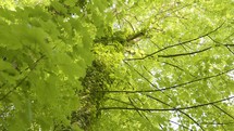 Walking In The Woods Looking Up Through A Lush Canopy Of Green Leaves 