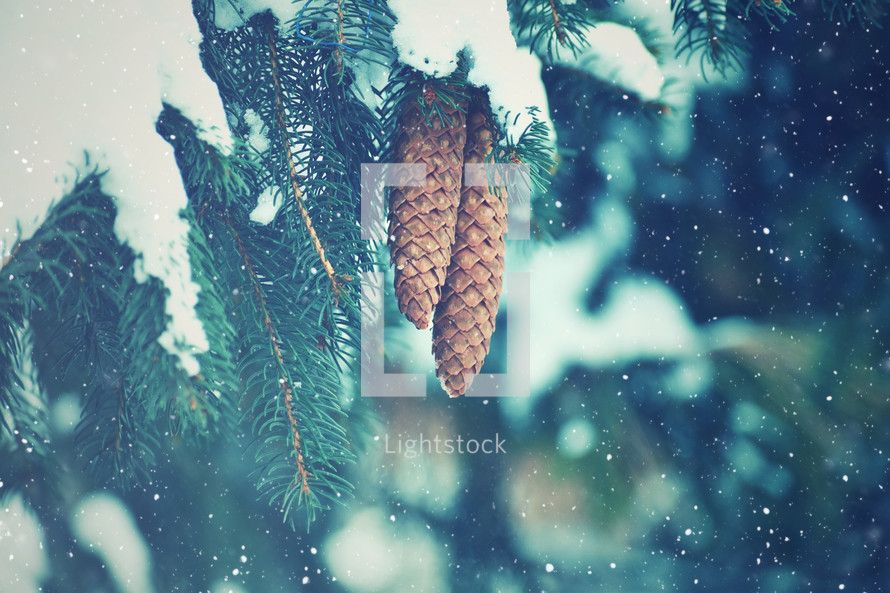 Evergreen branches Snow Background 