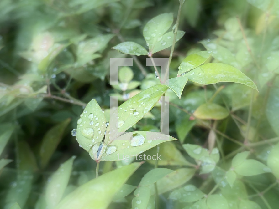 soft photo edges surround leaves with water droplets