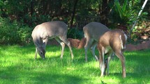 Whitetail Deer Looking and Eating