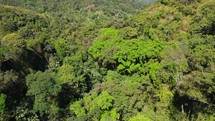 Aerial shot drone descends in a bright green forest in the mountains.