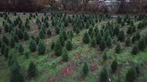 Christmas tree farm 