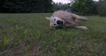Wet Golden Retriver dog rolls around on lawn  - close up - slow motion