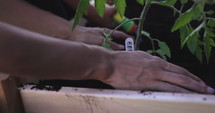 Mother and son plant Tomato heart plant in backyard garden - close up on hands