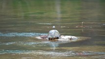Scared Missouri River Cooter Turtle Dashing into Water