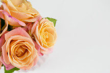pink and peach roses 