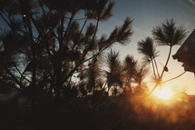 sunburst through pine trees 