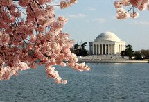 Jefferson Memorial and cherry blossoms 