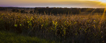 field of corn 