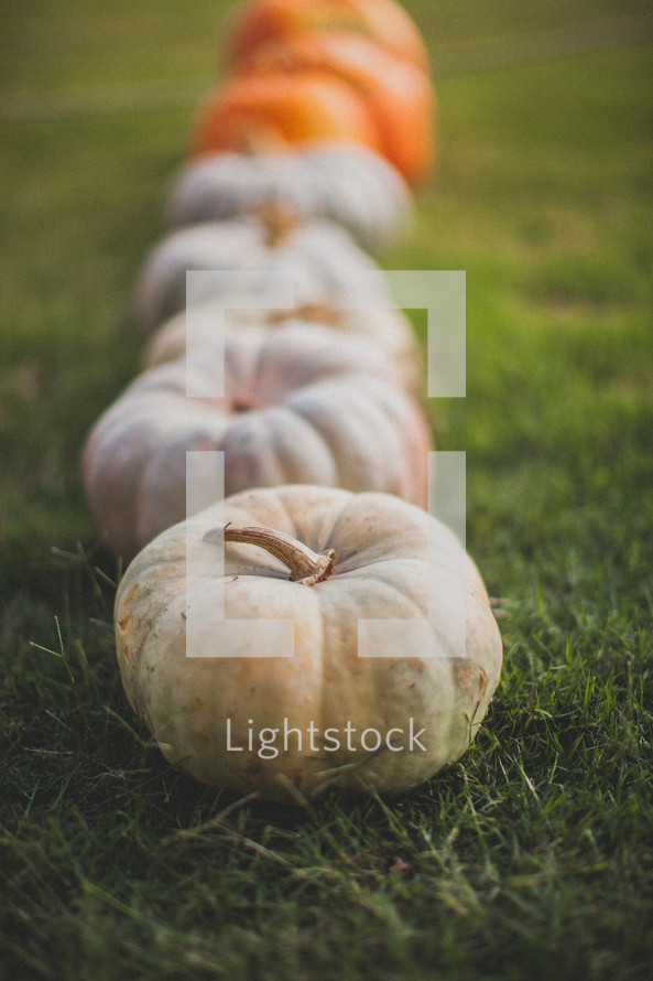 Pumpkins in the grass.