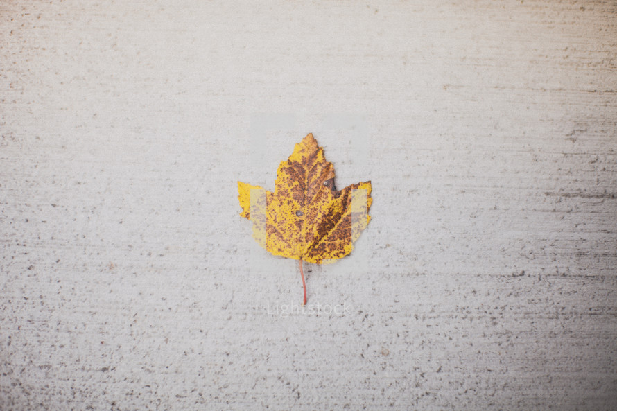 yellow leaf on concrete 