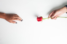 man giving a woman a long stem red rose 