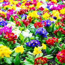 colorful rainbow of flowers in a flower bed 