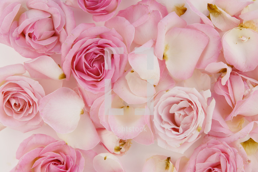 pink roses petals 