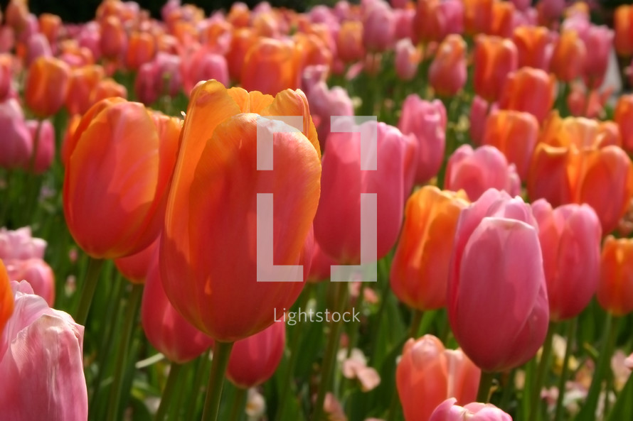 Close up of a tulips in a garden.