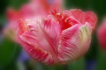 Ruffled variegated red tulip with soft focus effect
