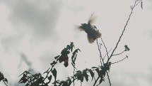 Low angle of Hummingbird Feeding On Nectar From Honeysuckle Flower