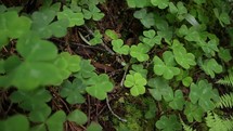 a bed of clover