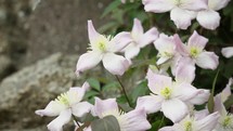 Pink and White Clematis Montana Blowing in the Wind