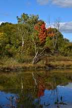 Fall trees by a pond